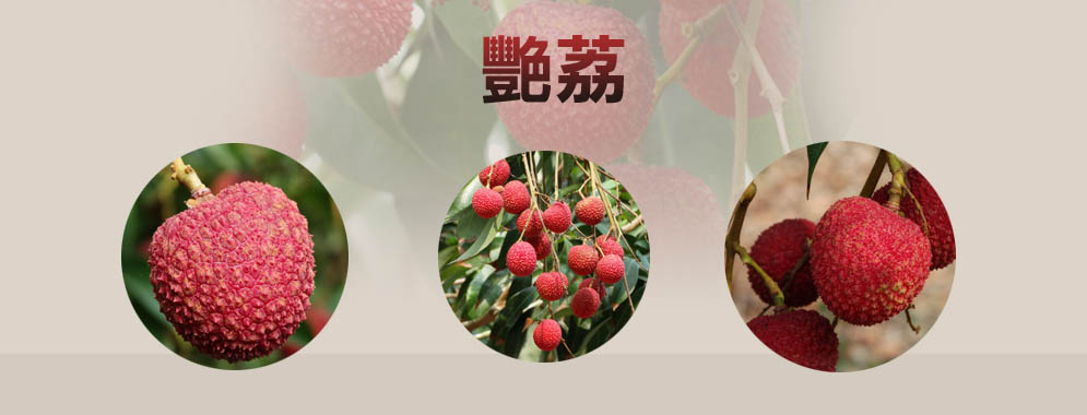 元氣艷荔、元氣玉荷苞